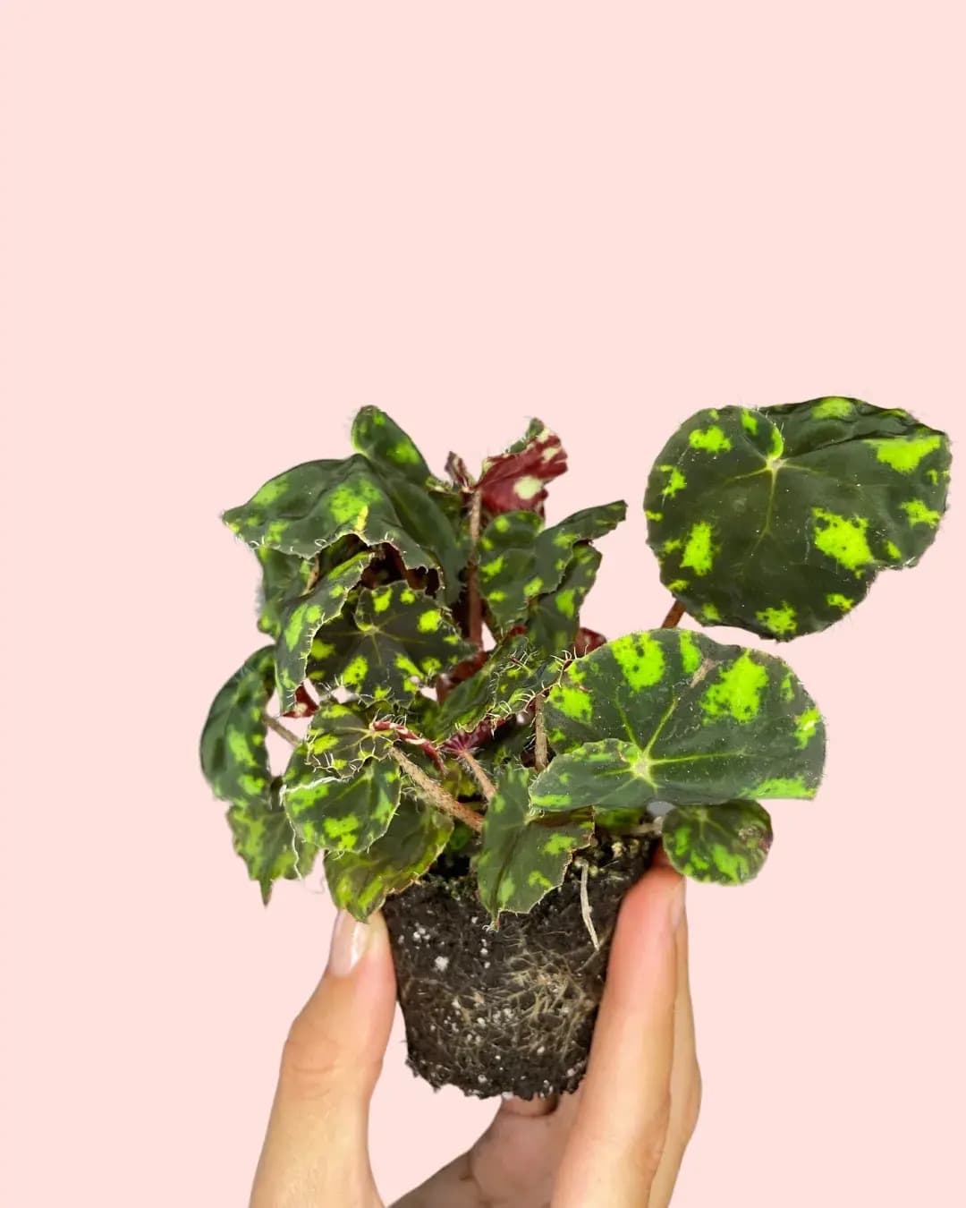 Begonia Rex Frog Cleopatrae Mini