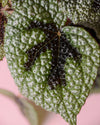 begonia-iron-cross-hoja