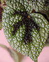 Begonia Iron Cross M - Pur Plant
