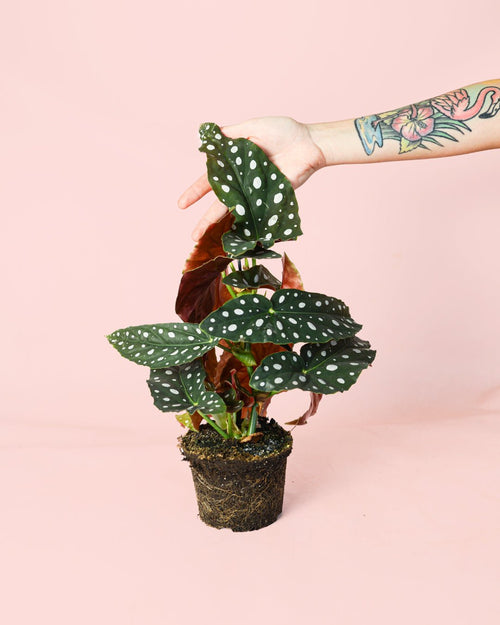 Begonia Maculata M - Pur Plant