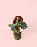 Begonia Maculata M