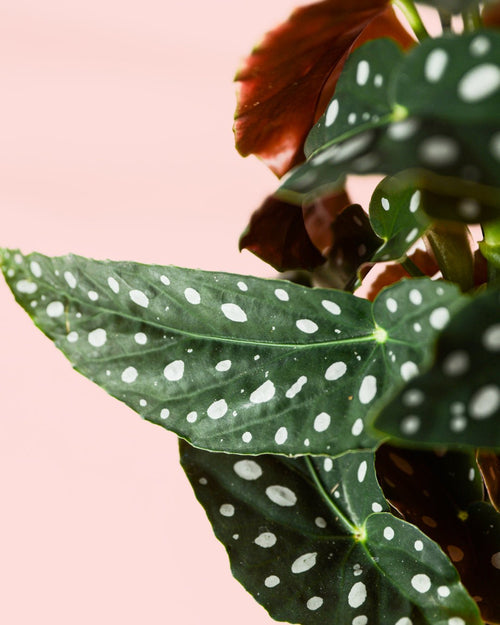 Begonia Maculata M - Pur Plant
