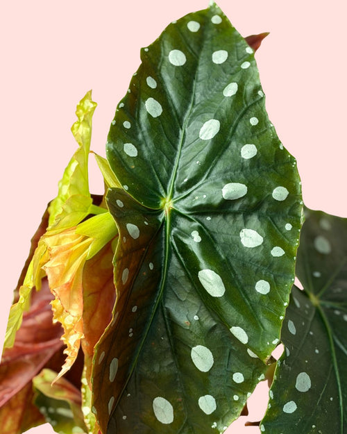 Begonia Maculata Mega Dot M - Pur Plant