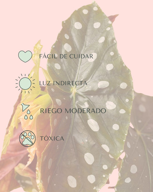 Begonia Maculata Mega Dot M - Pur Plant