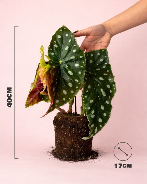 Begonia Maculata Mega Dot M - Pur Plant