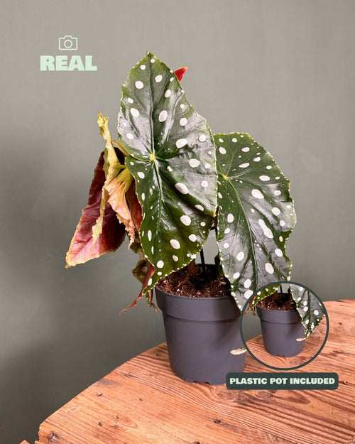 Begonia Maculata Mega Dot M - Pur Plant