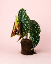 Begonia Maculata Mega Dot M - Pur Plant