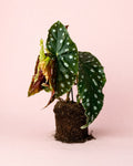 Begonia Maculata Mega Dot M