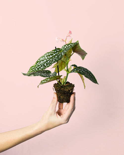 Begonia Maculata Silver Spot Mini - Pur Plant