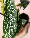 Begonia Maculata Silver Spot Mini - Pur Plant