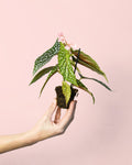 Begonia Maculata Silver Spot Mini