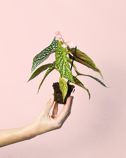 Begonia Maculata Silver Spot Mini