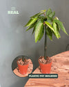Begonia Maculata Tamaya Mini - Pur Plant