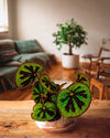 Begonia Masoniana Rock M - Pur Plant
