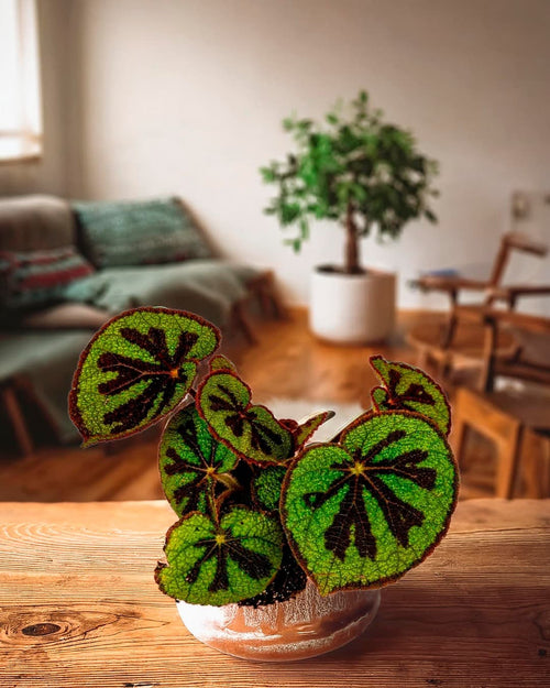 Begonia Masoniana Rock M - Pur Plant