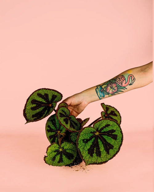 Begonia Masoniana Rock M - Pur Plant