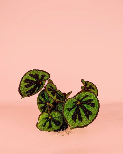 Begonia Masoniana Rock M - Pur Plant