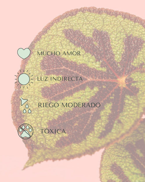 Begonia Masoniana Rock M - Pur Plant