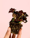 Begonia Rex Dark – Magic Colours Mini - Pur Plant