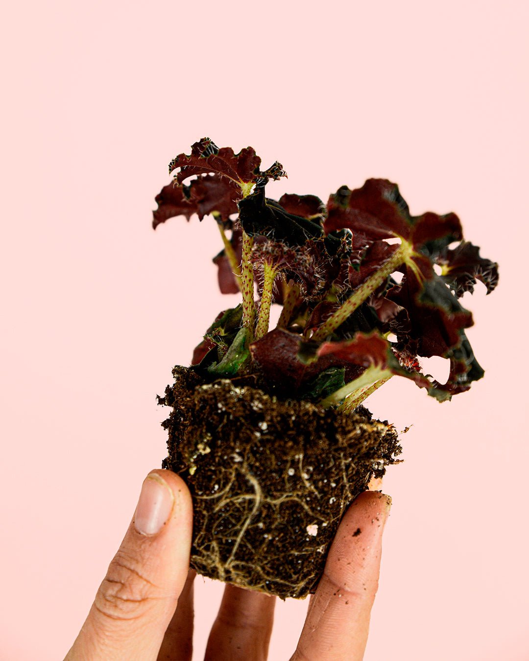 Begonia Rex Dark – Magic Colours Mini - Pur Plant