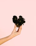 Begonia Rex Dark – Magic Colours Mini