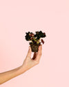 Begonia Rex Dark – Magic Colours Mini - Pur Plant