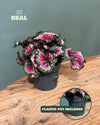 Begonia Rex Macarena M - Pur Plant