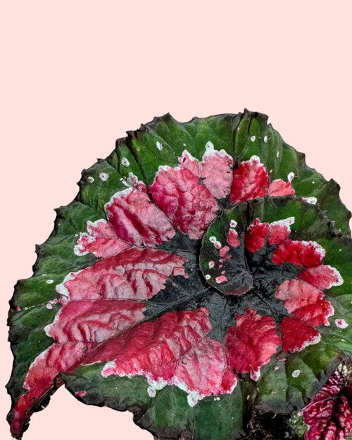 Begonia Rex Macarena M - Pur Plant