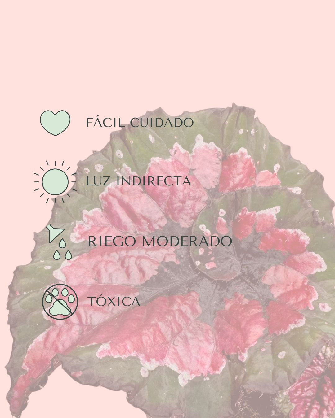 Begonia Rex Macarena M - Pur Plant