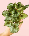 Begonia Rex Mint Mini - Pur Plant