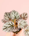 Begonia Rex Silver Mini - Pur Plant