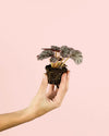 Begonia Rex Silver Mini - Pur Plant