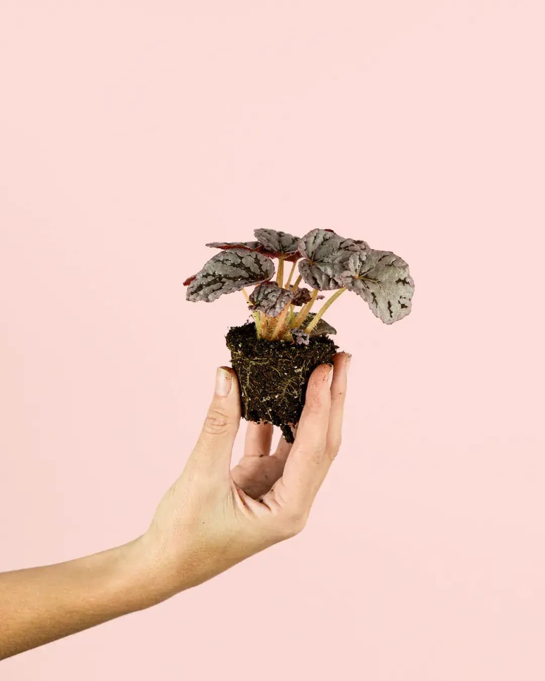 Begonia Rex Silver Mini - Pur Plant