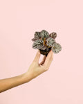 Begonia Rex Silver Mini