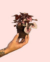 Begonia Rex Total Pink Mini - Pur Plant