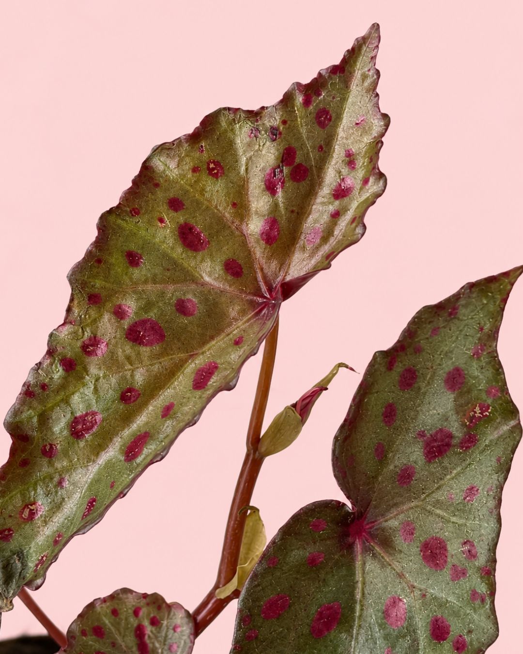 Begonia Rosa - Amphioxus Malachosticta Mini - Pur Plant