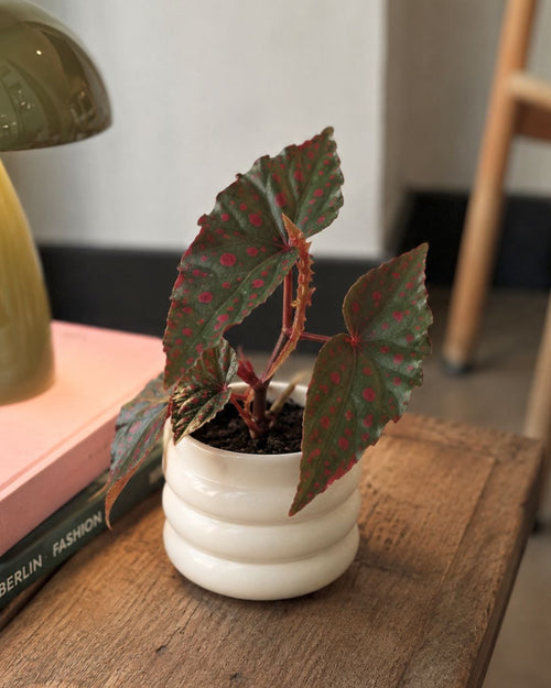 Begonia Rosa - Amphioxus Malachosticta Mini - Pur Plant