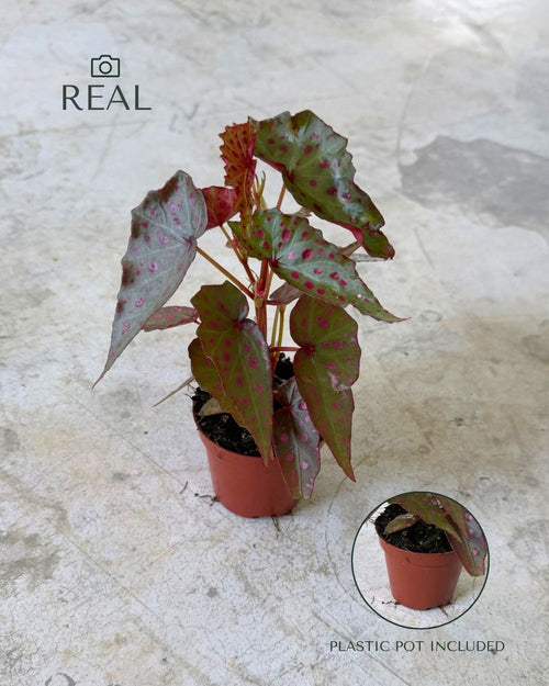 Begonia Rosa - Amphioxus Malachosticta Mini