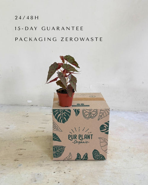 begonia-rosa-amphioxus-malachosticta-packaging
