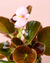 Begonia Volumia Pink Mini - Pur Plant