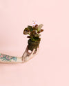 Begonia Volumia Pink Mini - Pur Plant