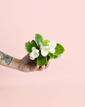Begonia Volumia White Mini
