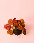 Begonia Autumn Ember M