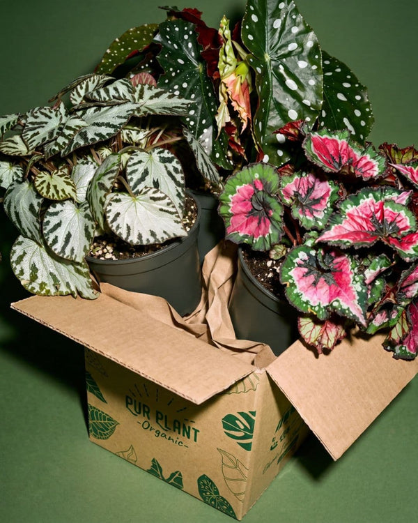 Black Begonias