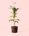 Bignonia Naranja Trepadora - Campsis Radicans L