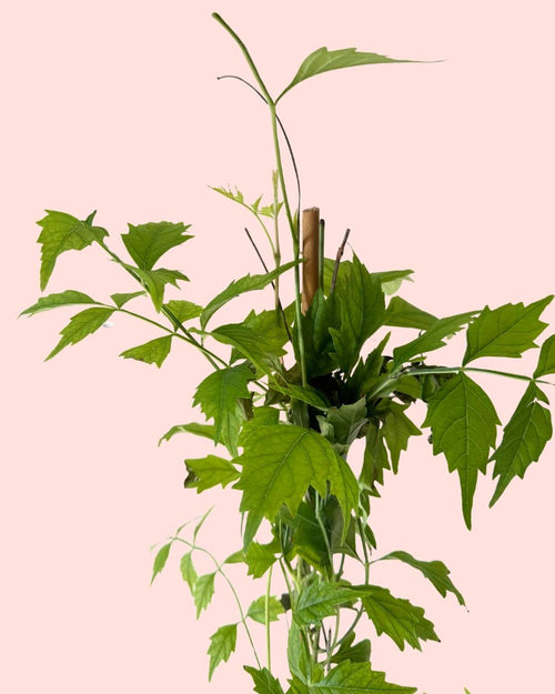 Bignonia Naranja Trepadora - Campsis Radicans L - Pur Plant