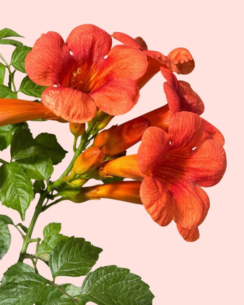 Bignonia Naranja Trepadora - Campsis Radicans L - Pur Plant