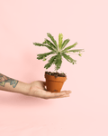 Biophytum Sensitivum Mini + Maceta Cerámica