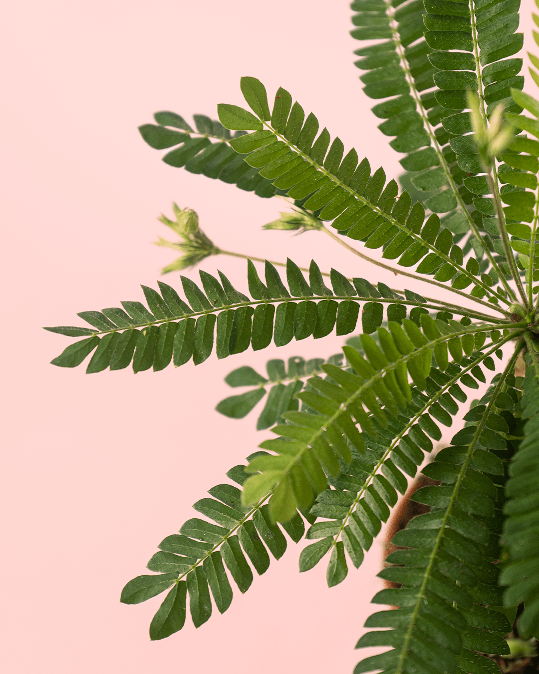 Biophytum Sensitivum Mini + Maceta Cerámica - Pur Plant