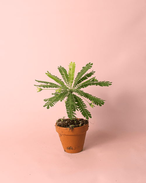 Biophytum Sensitivum Mini + Maceta Cerámica - Pur Plant